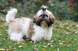 SHIH TZU 089